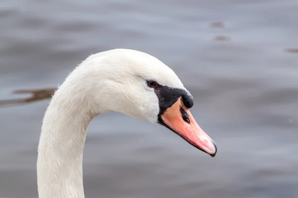 Swan porträtt — Stockfoto