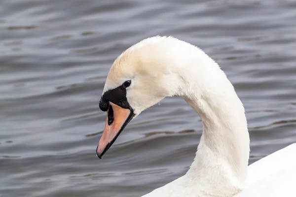 Swan porträtt — Stockfoto