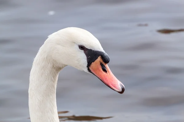 Swan porträtt — Stockfoto