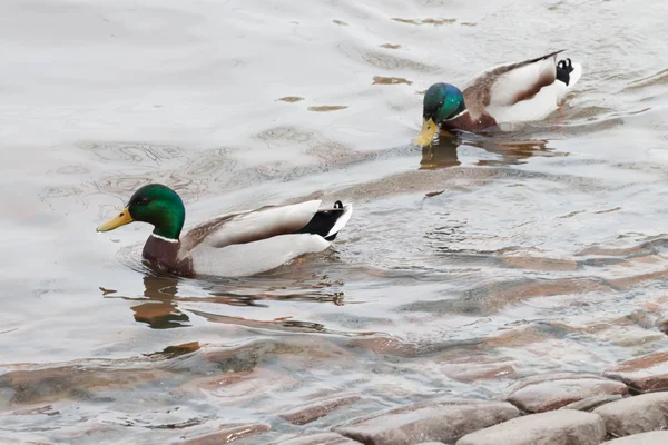 Two Mallard ducks — Stock Photo, Image