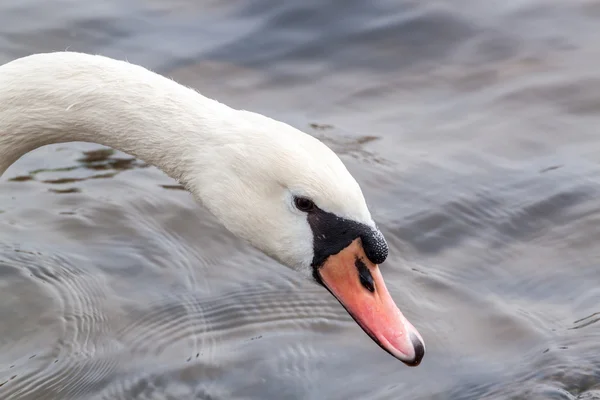 Swan porträtt — Stockfoto