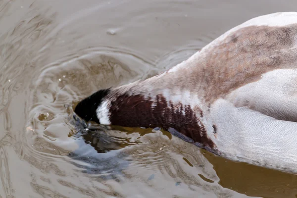 Mallard pato bajo el agua — Foto de Stock