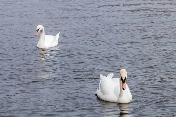 Swan porträtt — Stockfoto