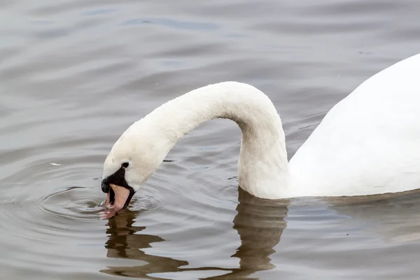 Swan porträtt — Stockfoto