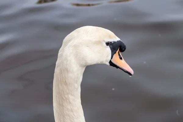 Swan porträtt — Stockfoto