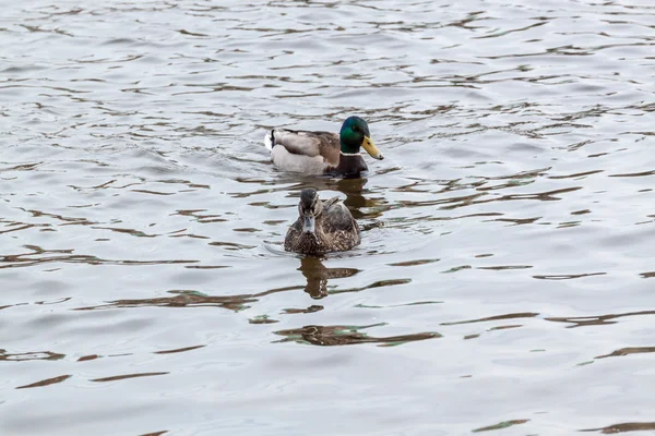 Två gräsand ankor — Stockfoto