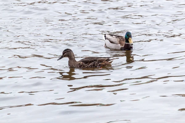 Två gräsand ankor — Stockfoto