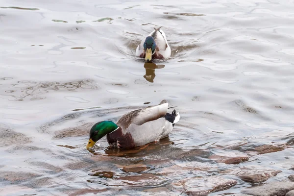 Två gräsand ankor — Stockfoto