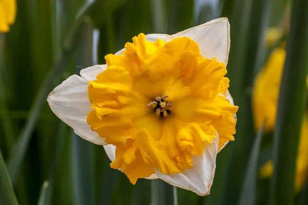 Narzissenblüte — Stockfoto