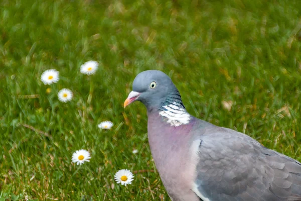 Taubenporträt — Stockfoto