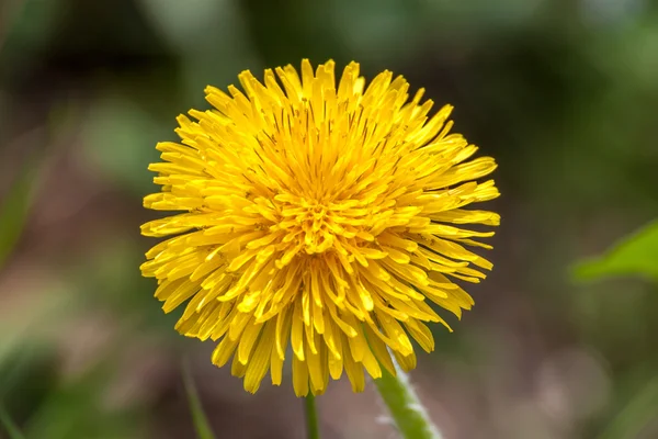 Common Dandelion — Stock Photo, Image