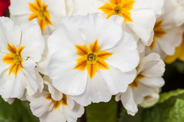 Beyaz ve sarı çuha çiçeği — Stok fotoğraf