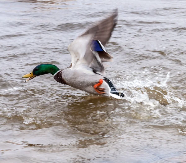 Mallard duck take off Stock Image