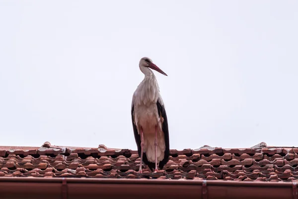 Cigüeña blanca — Foto de Stock