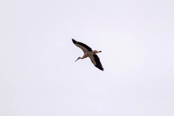 Cigüeña blanca volando — Foto de Stock