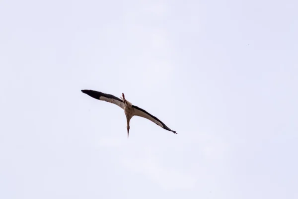 Білий лелека летить — стокове фото