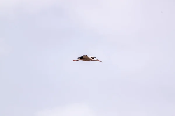 Cigogne blanche volant — Photo