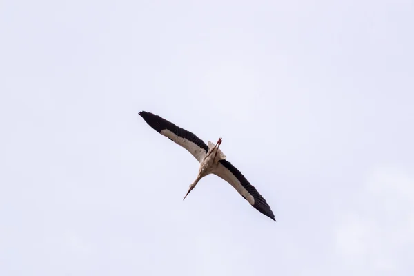 Hvit stork flyr – stockfoto