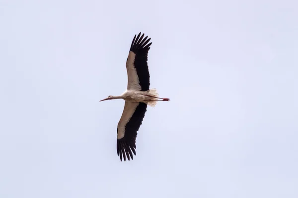 Cigüeña blanca volando — Foto de Stock