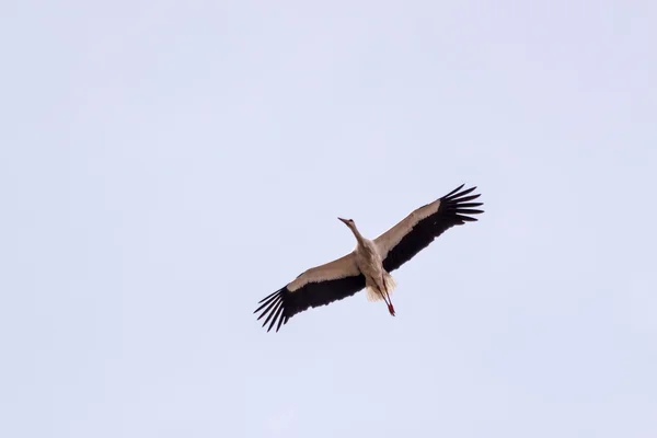 Cigüeña blanca volando — Foto de Stock