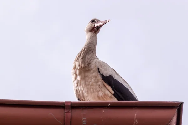 White stork — Stock Photo, Image