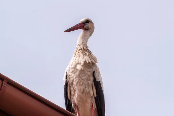 Cigüeña blanca — Foto de Stock