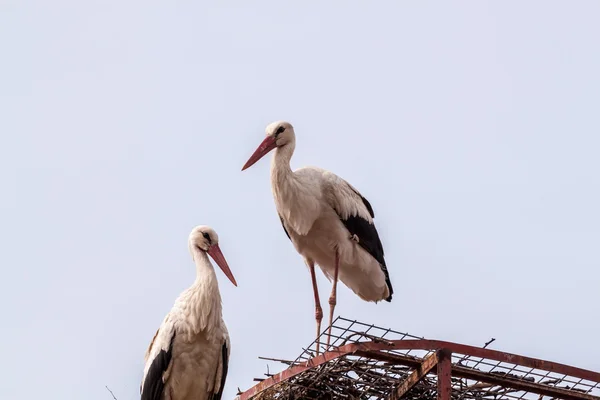 Cigüeña blanca — Foto de Stock