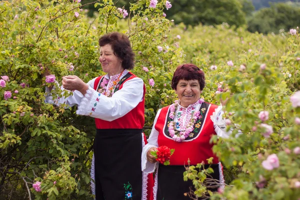 Rosenpflückfest — Stockfoto