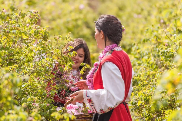 Tytöt poseeraa aikana Rose poiminta festivaali Bulgariassa — kuvapankkivalokuva