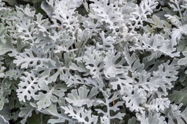 Dusty miller