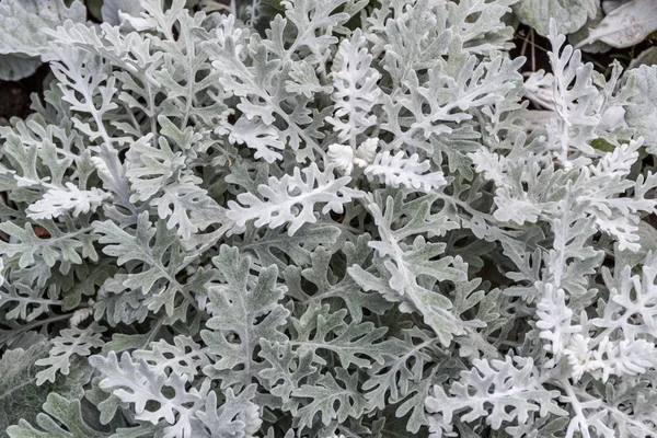 Dusty miller