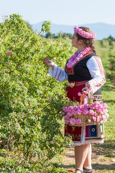 Mädchen posiert während des Rosenpflückens in Bulgarien — Stockfoto