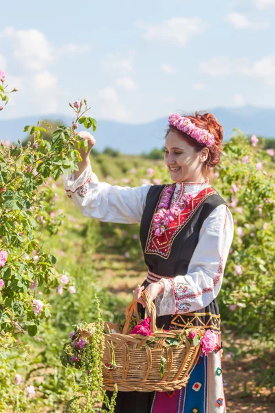 Mädchen posiert während des Rosenpflückens in Bulgarien — Stockfoto