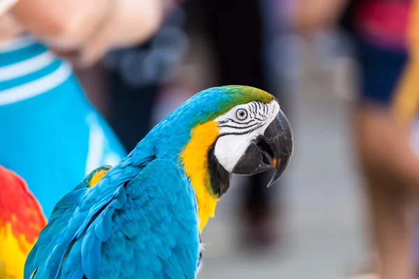 Portrait of a parrot — Stock Photo, Image