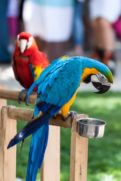 Два папуги — стокове фото