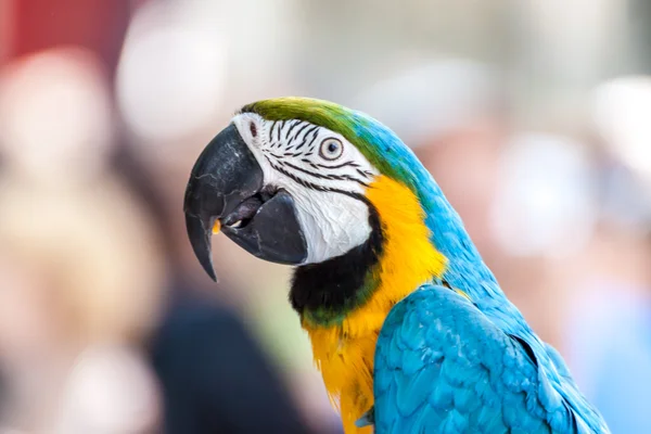 Retrato de un loro —  Fotos de Stock