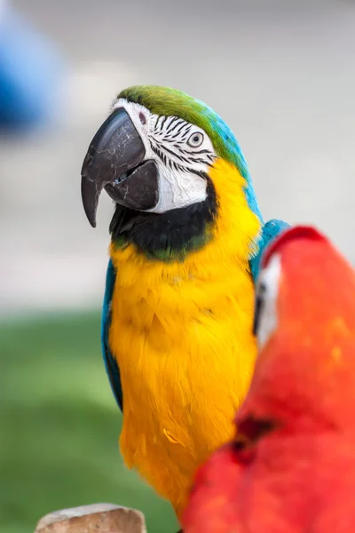 Портрет папуги — стокове фото