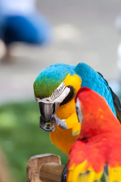 Portrét papouška — Stock fotografie
