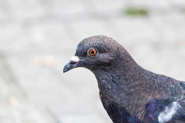 Pigeon closeup — Stock Photo, Image