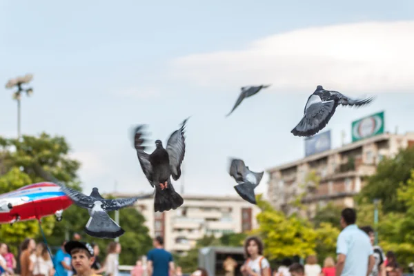 Pigeons in flight — Stock Photo, Image