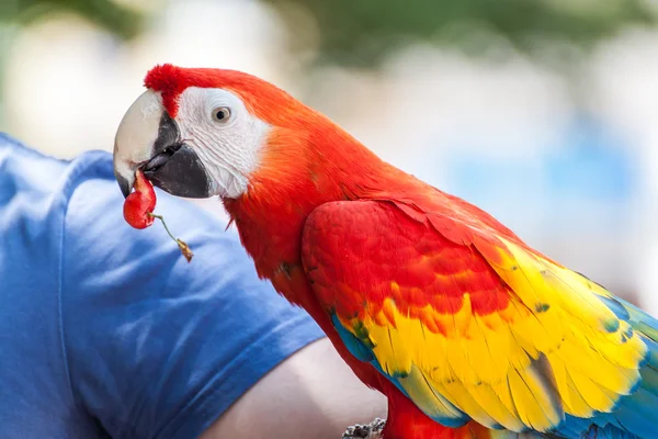 Papagáj portré — Stock Fotó