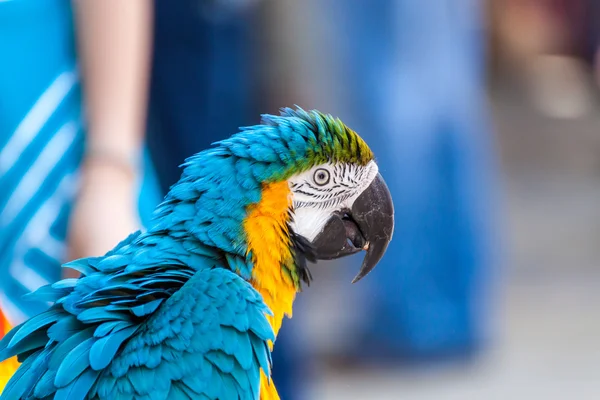 Retrato de un loro —  Fotos de Stock