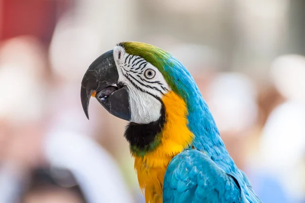 Портрет папуги — стокове фото