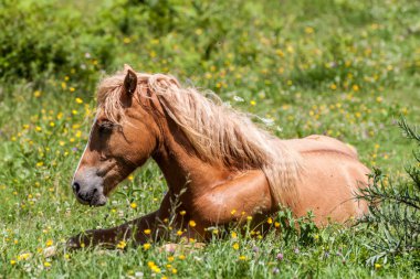 Haflinger