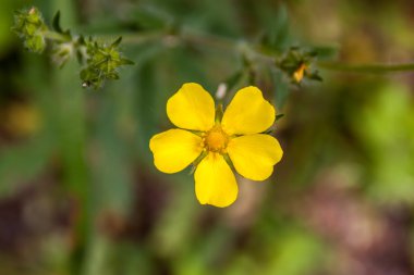 düğün çiçeği çiçek