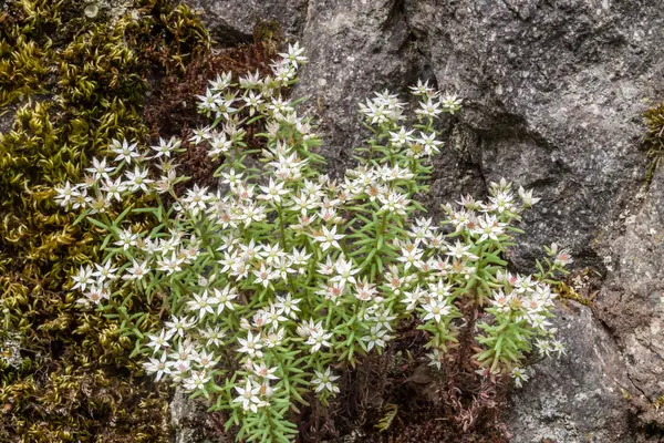 Beyaz hendek stonecrop — Stok fotoğraf