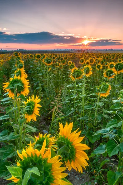 Олія соняшникова sunrise — стокове фото