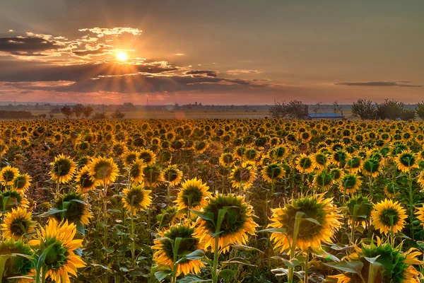 Girassol nascer do sol — Fotografia de Stock