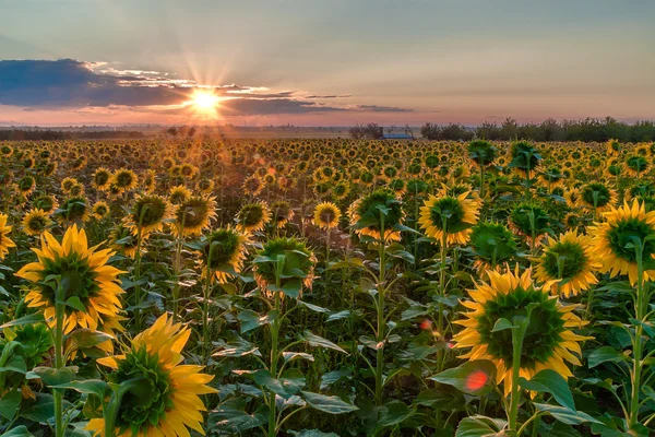 Олія соняшникова sunrise — стокове фото