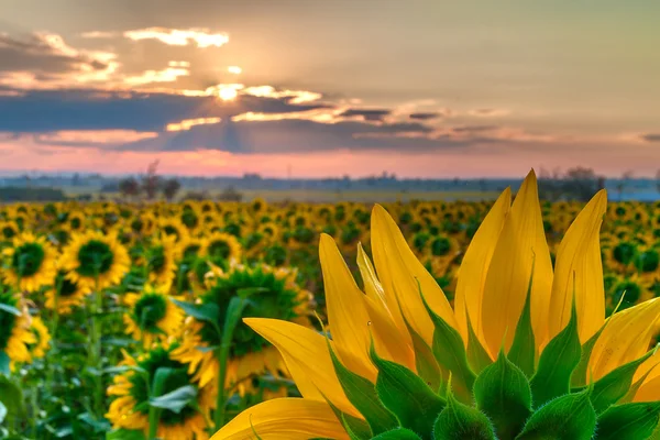 Girassol em um nascer do sol — Fotografia de Stock